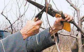 棗樹怎么修剪，可疏除衰老枝、徒長(zhǎng)枝