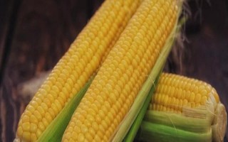 新美香糯玉米品種的特性，生育期84~85天
