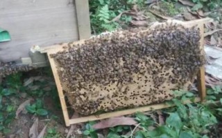 人工分蜂的技巧，需盡量用新工蜂和封蓋子脾組建新蜂群