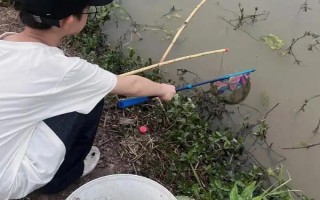 釣小龍蝦用哪種肉，雞肝、鴨腸、蚯蚓等餌料都是適宜選擇