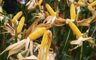 頂農(nóng)118玉米品種的特性，每畝用10-20千克尿素