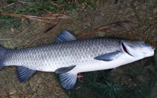 青魚是淡水魚還是海水魚，屬于淡水魚