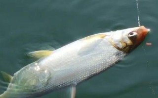 野釣黃尾魚(yú)適合用什么餌料，腥味型、麩香型、酒香型均可使用