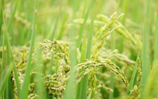 方圓3號水稻種子簡介，糯稻品種