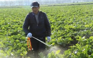 奶白菜如何種植，以條播較好