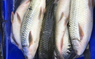 土鯪魚一般在哪個(gè)水層活動(dòng)，一般都在水體底層活動(dòng)