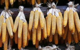 譽(yù)成8玉米種子特征特性，確定最佳的播種期