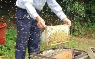 養(yǎng)一年蜜蜂能不能掙20萬，主要取決于蜂種、規(guī)模、養(yǎng)殖技術(shù)等條件