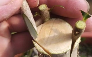 嫁接桂花的方法，將枝條插入砧木中并綁扎薄膜