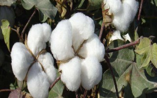 XP7棉花品種簡(jiǎn)介，冀中南棉區(qū)春播種植
