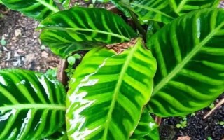 天鵝絨竹芋的養(yǎng)殖方法，適宜的生長溫度在18-30℃