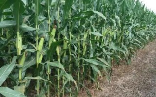 清科甜1號玉米種子簡介，秋植生育期74天