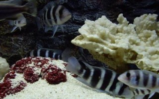 短鼻六間魚好不好養(yǎng)，比較好養(yǎng)但會(huì)欺負(fù)小型魚類