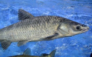 青魚是淡水魚還是海水魚，屬于淡水魚
