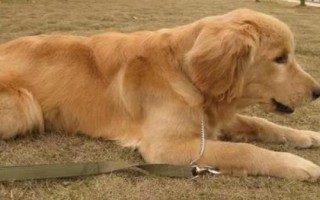 金毛犬可以活多久，壽命一般為12-15年左右