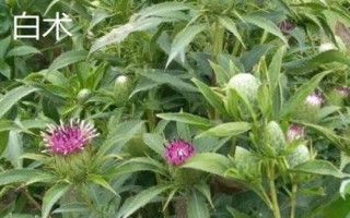 春季適合種什么藥材，需結(jié)合當(dāng)?shù)氐耐寥馈夂虻葪l件進(jìn)行