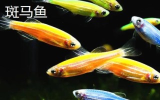 魚缸的魚天氣冷會(huì)凍死嗎，根據(jù)所養(yǎng)魚種決定
