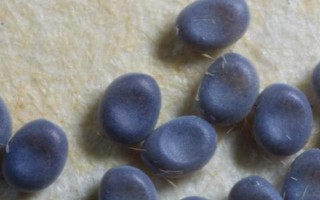 蠶卵怎么保存到第二年，可通過冷藏進(jìn)行保存