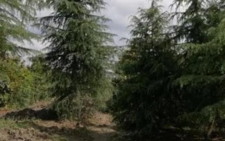 雪松除草方法，噴藥時(shí)要避開樹枝