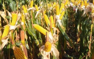 騰糯1號玉米種子介紹，該品種為糯玉米品種