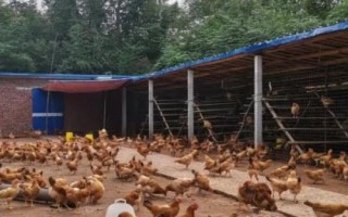 怎么建造散養(yǎng)雞舍,以下4種可參考
