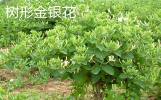 春季適合種什么藥材，需結(jié)合當(dāng)?shù)氐耐寥?、氣候等條件進(jìn)行