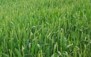 鄭麥186小麥種簡介，每畝適宜基本苗12～15萬
