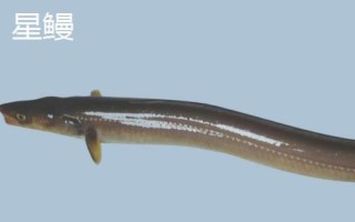 黑鰻魚和黃鰻魚的區(qū)別，顏色存在明顯差異
