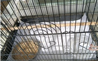 玄鳳鸚鵡最適合什么樣的鳥籠，用金屬的籠具飼養(yǎng)最為合適