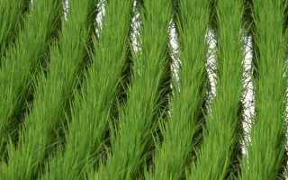 楚優(yōu)1588水稻品種的特性，全生育期126.7天
