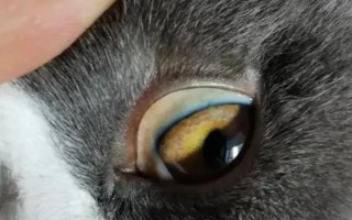貓黃疸的原因，分為肝前性、肝性、肝后性