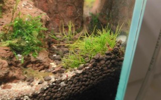 缸里有魚后如何種植水草，首先選擇生長健康、沒有遭受病蟲害的水草