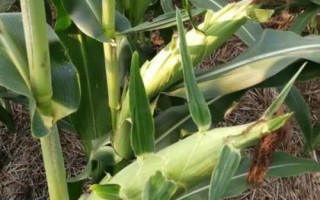 華太901玉米品種簡(jiǎn)介，夏播生育期104天