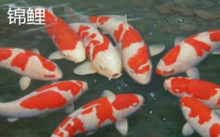 錦鯉和龍鳳錦鯉有什么區(qū)別，前者的體型較大、后者的體型相對(duì)較小