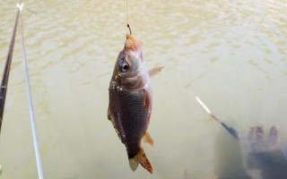 伊勢尼3號鉤可以釣多大的魚，2-3斤的鯽魚和鯉魚均可垂釣
