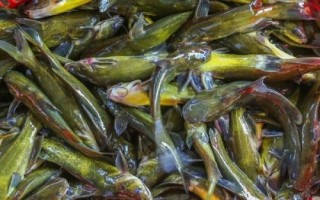 黃骨魚的刺有沒有毒，有毒但毒性并不強(qiáng)