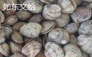 江蘇南通市如東縣的特產(chǎn)，如東條斑紫菜暢銷各地