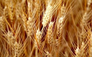 紅麥品種，包括楊麥25、農(nóng)麥88、寧麥22等種類