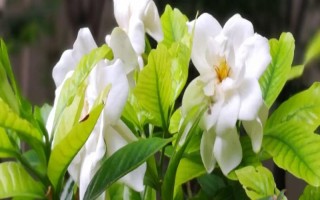 梔子花葉子發(fā)黃怎么處理，土壤的pH值調(diào)節(jié)在4-6.5之間