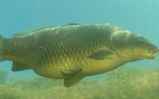 青蝦和魚(yú)怎么混養(yǎng)，長(zhǎng)成小蝦才能投放鰱、鳙等魚(yú)種