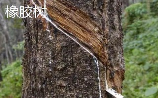 橡皮樹是不是橡膠樹，二者不是同一樹種