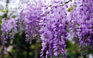 紫藤花的品種，常見(jiàn)種類為紫水晶瀑布