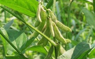 嫩奧6號(hào)大豆種子特點(diǎn)，8月上旬防治食心蟲(chóng)