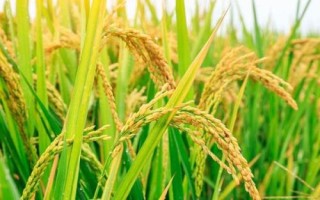 荊兩優(yōu)833水稻種子介紹，全生育期129.4天