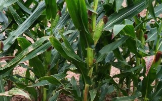 勝玉16號(hào)（試驗(yàn)名稱(chēng)：勝玉16號(hào)）玉米種子介紹，注意防治莖腐病