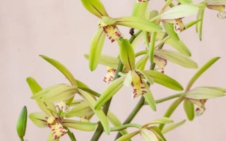 建蘭的施肥方法，春季每隔20天追施一次復(fù)合肥液