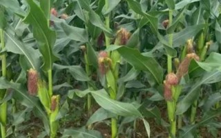 仲甜15號玉米種子特征特性，注意足墑播種