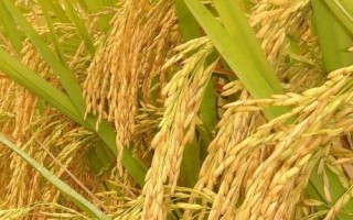 津原U9水稻品種的特性，全生育期175天