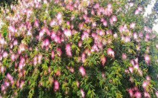 合歡花與含羞草有什么區(qū)別，合歡花是喬木、含羞草是草本植物或亞灌木
