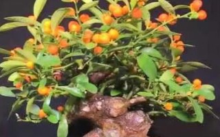 金豆盆景的養(yǎng)殖方法，栽種時(shí)可往金豆底部涂抹適量的生根粉